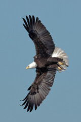 Eagle Gliding