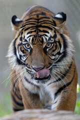 Tiger Licking Chops