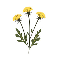 A Hand-drawn painting of a colorful Dandelion. flower branch flower. Trendy abstract minimal style, plant set, Natural fresh. Vector illustration isolated on white background, vector illustration, Eps