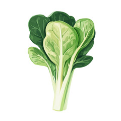 A Hand-drawn painting of a colorful green Escarole leaf branch flower. Trendy abstract minimal style. Natural fresh. Vector illustration isolated on white background, vector illustration, Eps