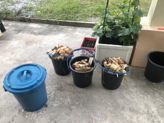 Close-up of chopped banana stems in plastic buckets, ready for composting, outdoor setting.