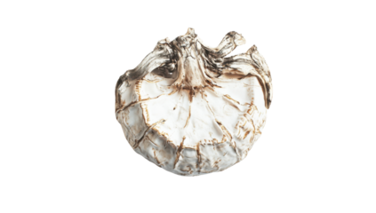 Single white garlic bulb with brown markings on a transparent background Concept of healthy eating, cooking, and organic food