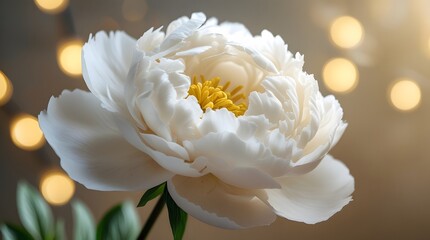 Fototapeta premium Fresh White Peony Against a Soft, Dreamy Background