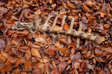 Bone of small mammal among the leaves