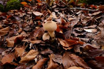 Mushrooms growing among the leaves of the beech forest