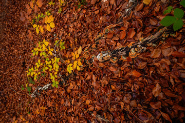Mushrooms on the branch of beech fallen to the ground