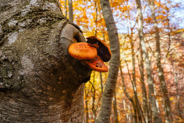 Mushrooms growing on the trunk of the leafy beech forest in autumn