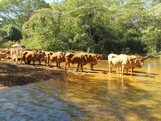 Obraz premium Carro de boi e sua linda boiada da raça Caracu atravessando o riacho, uma cena autêntica que resgata a tradição e a beleza da vida no campo