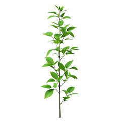 Fototapeta premium Young Green Plant Sapling, Leaves