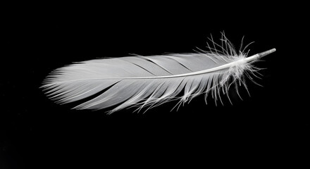 White Feather on Black Background  Stock Photo