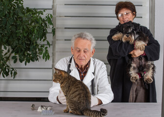 Veterinarian examines cat while owner holds dog in clinic