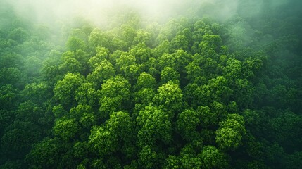 Foggy treetops. Forest canopy with vibrant green leaves. Ethereal, misty vista
