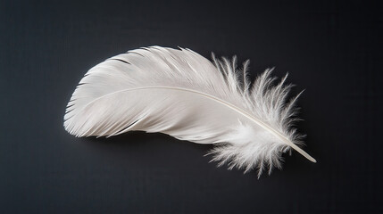 Obraz premium A single white dove feather, slightly bent, placed on a dark monochrome background