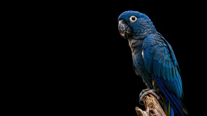 Naklejka premium Blue macaw parrot, profile portrait on dark background. Exotic bird, tropical wildlife, studio shot.