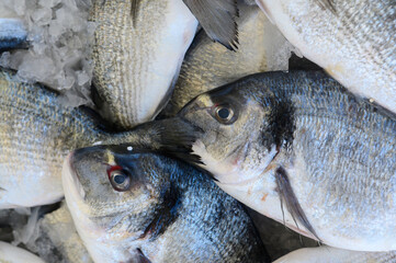 Fresh catch of the day at a bustling fish market in the early morning light showcasing glistening, ice-covered fish