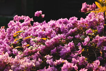 The Vibrant and Colorful Bougainvillea Blooms Under the Bright Sunlight of the Day