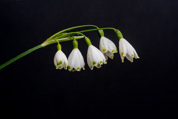 Spring Snowflake on a Black Background