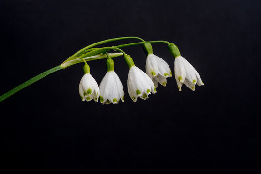 Spring Snowflake on a Black Background - Powered by Adobe