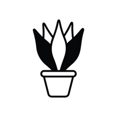 Weeping fig Vector icon