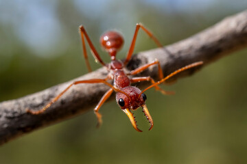 Australian Bull Ant