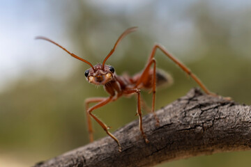 Close up of Australian Bull Ant