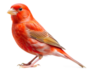 red cardinal isolated on transparent background