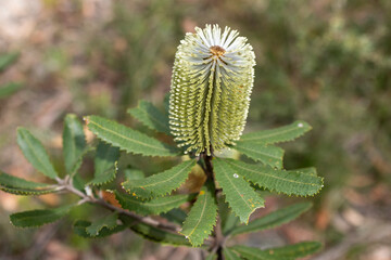 Australian Fern-leaved Banksia plant in flower
