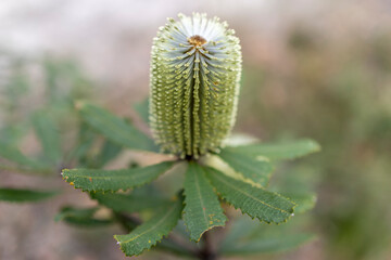 Australian Fern-leaved Banksia plant in flower
