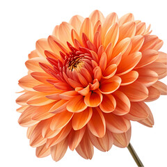 Peach Dahlia Flower Stunning Bloom Image