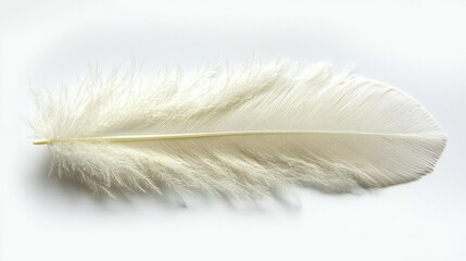 Single white feather isolated on white background. (2)