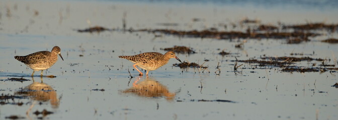 RUFF in the Beka reserve