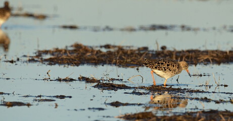 RUFF in the Beka reserve
