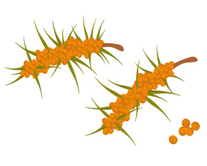 Sea buckthorn branches and berries, useful berry for cooking and food for design