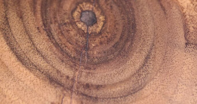 walnut trunk polished for the manufacture of interior details, processed beautiful walnut wood used for the manufacture of objects