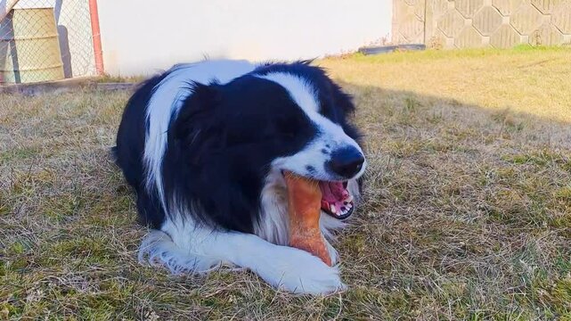 A Border Collie dog gnaws on a bone, covering the spring landscape.