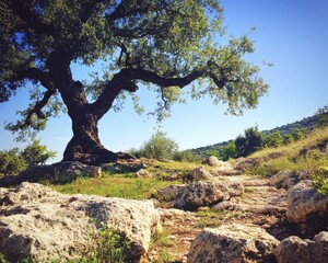 Majestic Spreading Tree Overlooking Rocky Path in Lush Green Landscape Under Clear Blue Sky