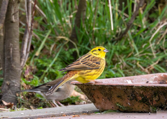 Yellowhammer. British bird at a garden water trough.