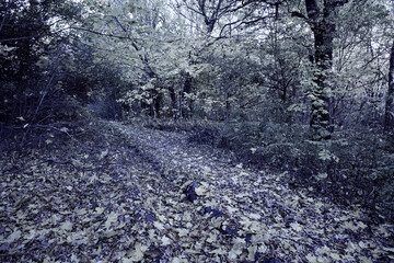 autumn park with nice trees