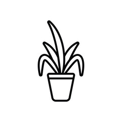 Chinese evergreen Vector icon