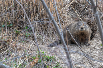 Groundhog, or woodchuck, staring at the camera.