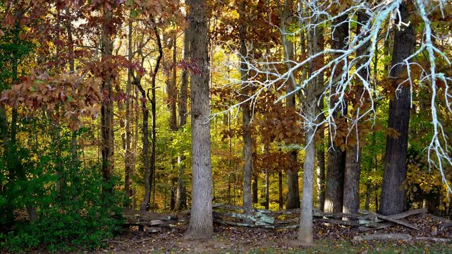 A grey squirrel jumps onto a wooden fence that contains a densely wooded area adorned in bright yellow autumn foliage with splashes of red and green colored leaves with autumn leaves gently falling.