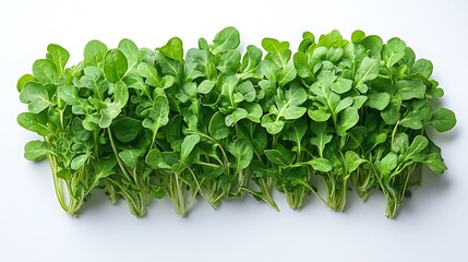 Obraz premium Fresh arugula on white background. Top view. Flat lay