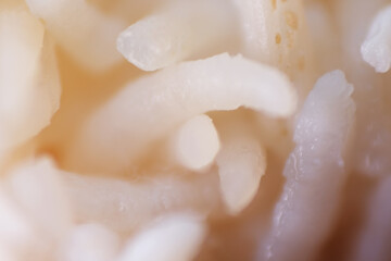 Bacteria growth on white rice kept in the fridge for a week