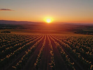 Obraz premium Serene Sunset Over Endless Vineyard Rows in Scenic Countryside Landscape Captured in Warm Golden Hues Under a Clear Sky at Dusk