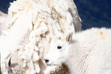 mountain goat kid at mt blue sky colorado