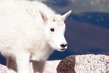 mountain goat kid at mt blue sky colorado
