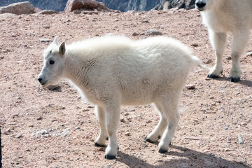 mountain goat kid at mt blue sky colorado