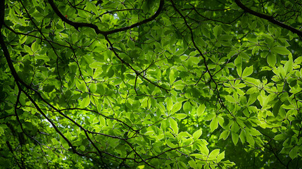 Vibrant Green Leaves Illuminated By Sunlight Forming A Dense Canopy Nature Background