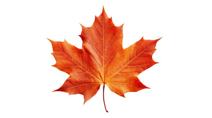 Fototapeta premium Maple Leaf, Autumn Foliage Isolated on PNG Transparent Background 