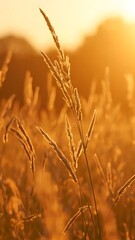 Fototapeta premium Golden Hour Grasslands: Sunset Serenity